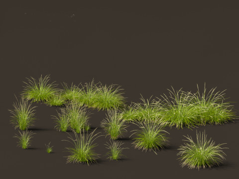 Pennisetum orientale - Oriental Fountain Grass 3D Model