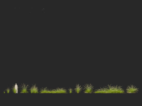 Pennisetum orientale - Oriental Fountain Grass 3D मॉडल
