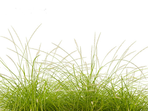 Pennisetum orientale - Oriental Fountain Grass 3D मॉडल
