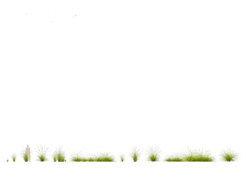 Pennisetum orientale - Oriental Fountain Grass 3D मॉडल