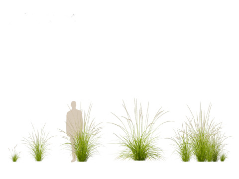 Pennisetum orientale - Oriental Fountain Grass 3D मॉडल