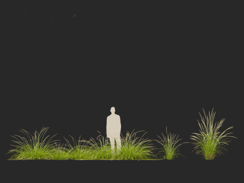 Pennisetum orientale - Oriental Fountain Grass 3D मॉडल