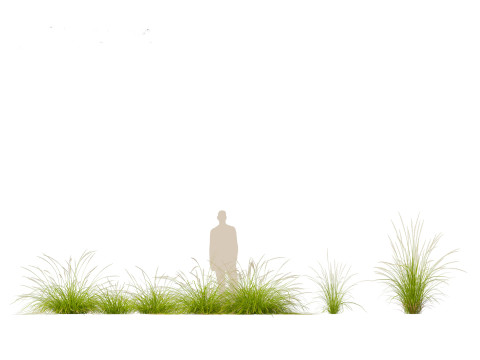 Pennisetum orientale - Oriental Fountain Grass 3D मॉडल