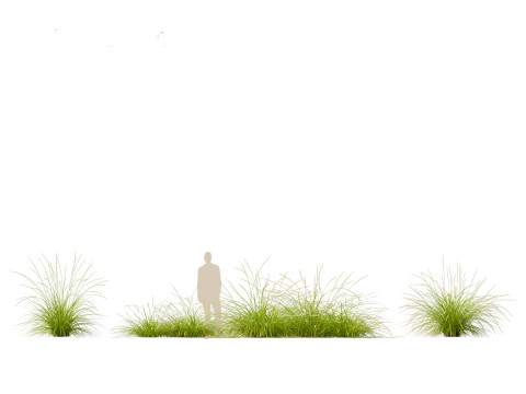 Pennisetum orientale - Oriental Fountain Grass 3D मॉडल
