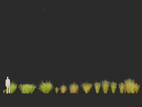 Panicum virgatum - Switch grass 3Dモデル