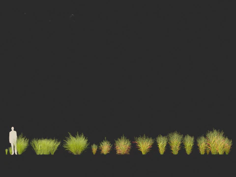Panicum virgatum - Switch grass 3D Model