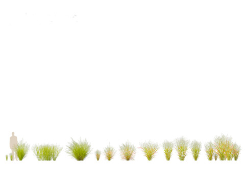 Panicum virgatum - Switch grass 3Dモデル