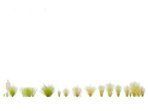Panicum virgatum - Switch grass 3D Model