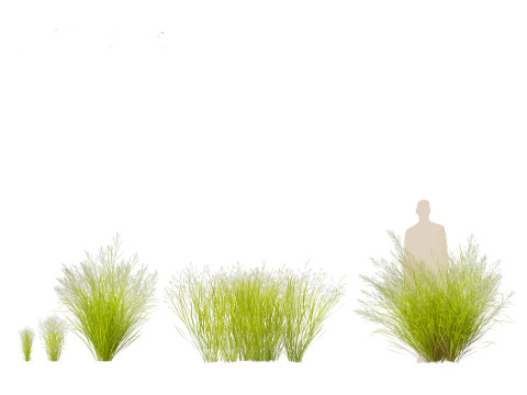 Panicum virgatum - Switch grass 3Dモデル