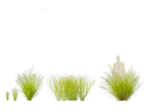 Panicum virgatum - Switch grass 3D Model