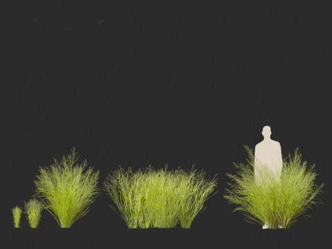 Panicum virgatum - Switch grass 3Dモデル