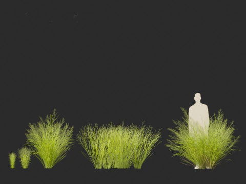 Panicum virgatum - Switch grass 3D Model