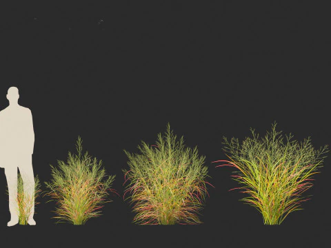 Panicum virgatum - Switch grass 3D Model