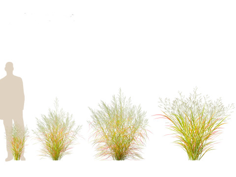 Panicum virgatum - Switch grass 3Dモデル