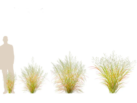 Panicum virgatum - Switch grass 3D Model