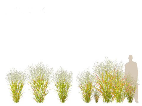 Panicum virgatum - Switch grass 3Dモデル