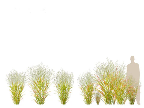 Panicum virgatum - Switch grass 3D Model