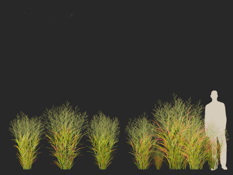 Panicum virgatum - Switch grass 3Dモデル