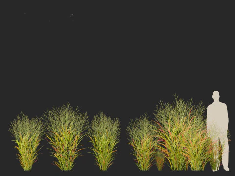 Panicum virgatum - Switch grass 3D Model