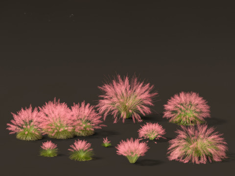 Muhly grass - Pink muhlygrass 3D Model