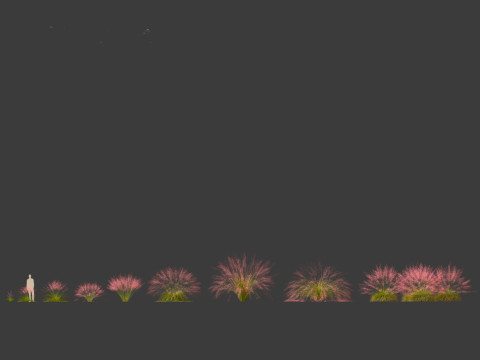 Muhly grass - Pink muhlygrass 3D Модель
