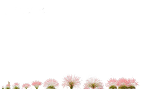 Muhly grass - Pink muhlygrass 3D Модель