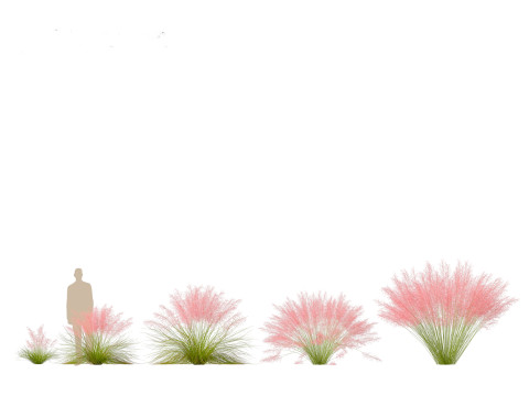 Muhly grass - Pink muhlygrass 3D Модель