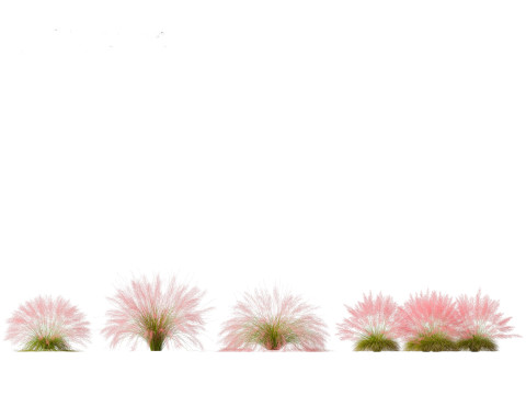 Muhly grass - Pink muhlygrass 3D Модель