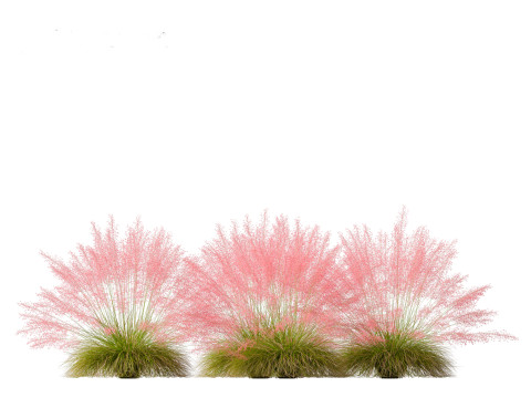 Muhly grass - Pink muhlygrass 3D Модель