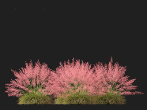 Muhly grass - Pink muhlygrass 3D Модель
