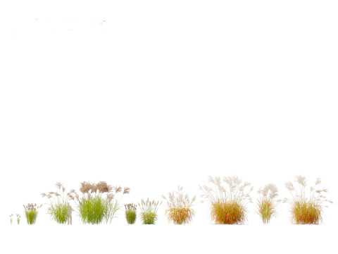 Miscanthus sacchariflorus - Amur silver grass Model 3D
