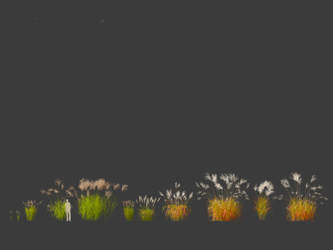 Miscanthus sacchariflorus - Amur silver grass Model 3D