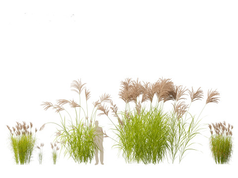 Miscanthus sacchariflorus - Amur silver grass Model 3D