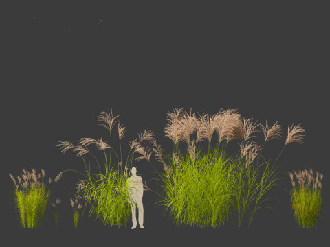 Miscanthus sacchariflorus - Amur silver grass Model 3D