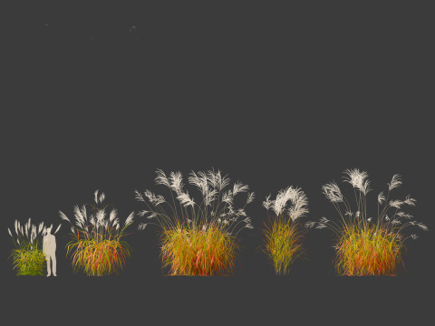 Miscanthus sacchariflorus - Amur silver grass Model 3D