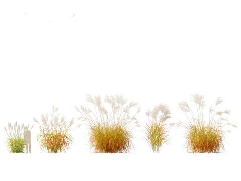 Miscanthus sacchariflorus - Amur silver grass Model 3D