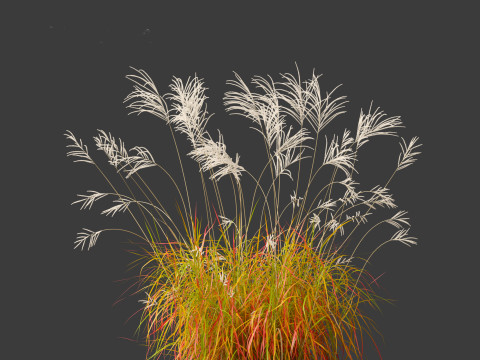 Miscanthus sacchariflorus - Amur silver grass Model 3D
