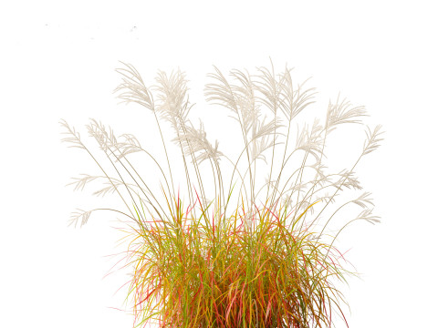 Miscanthus sacchariflorus - Amur silver grass Model 3D