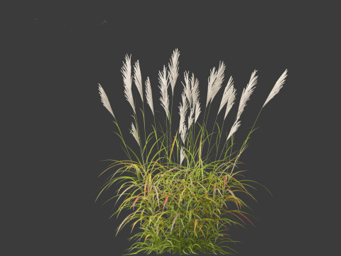 Miscanthus sacchariflorus - Amur silver grass Model 3D