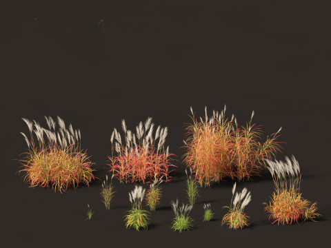Miscanthus purpurascens - Flame Grass Modelo 3D