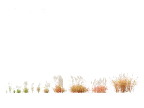 Miscanthus purpurascens - Flame Grass Modello 3D