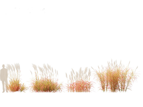 Miscanthus purpurascens - Flame Grass Modello 3D