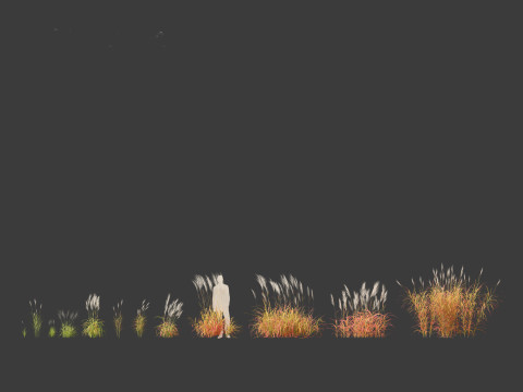 Miscanthus purpurascens - Flame Grass Modello 3D