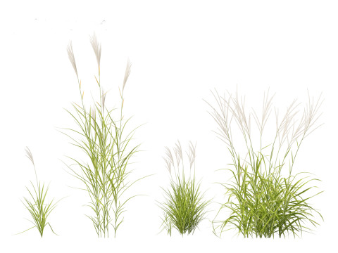 Miscanthus purpurascens - Flame Grass Modello 3D
