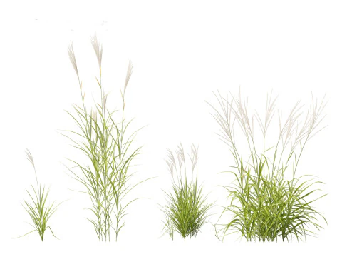 Miscanthus purpurascens - Alev Otu 3D Model