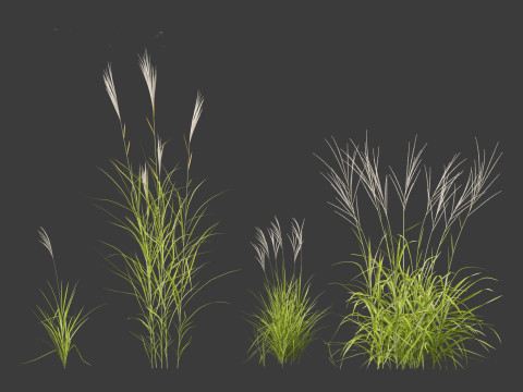 Miscanthus purpurascens - Flame Grass Modello 3D