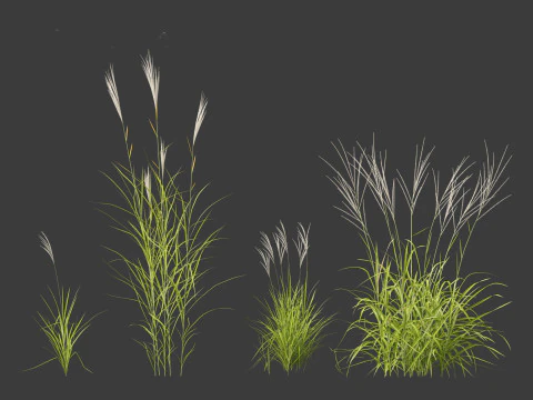 Miscanthus purpurascens - Alev Otu 3D Model