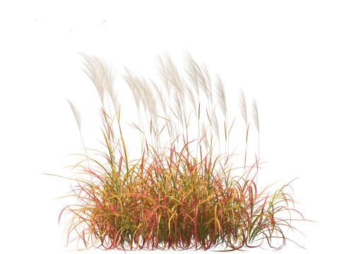 Miscanthus purpurascens - Flame Grass Modello 3D