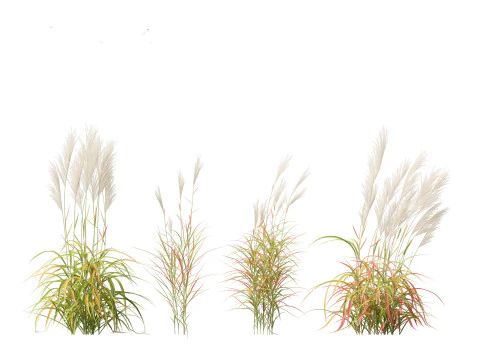 Miscanthus purpurascens - Alev Otu 3D Model