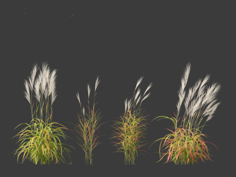 Miscanthus purpurascens - Flame Grass Modello 3D